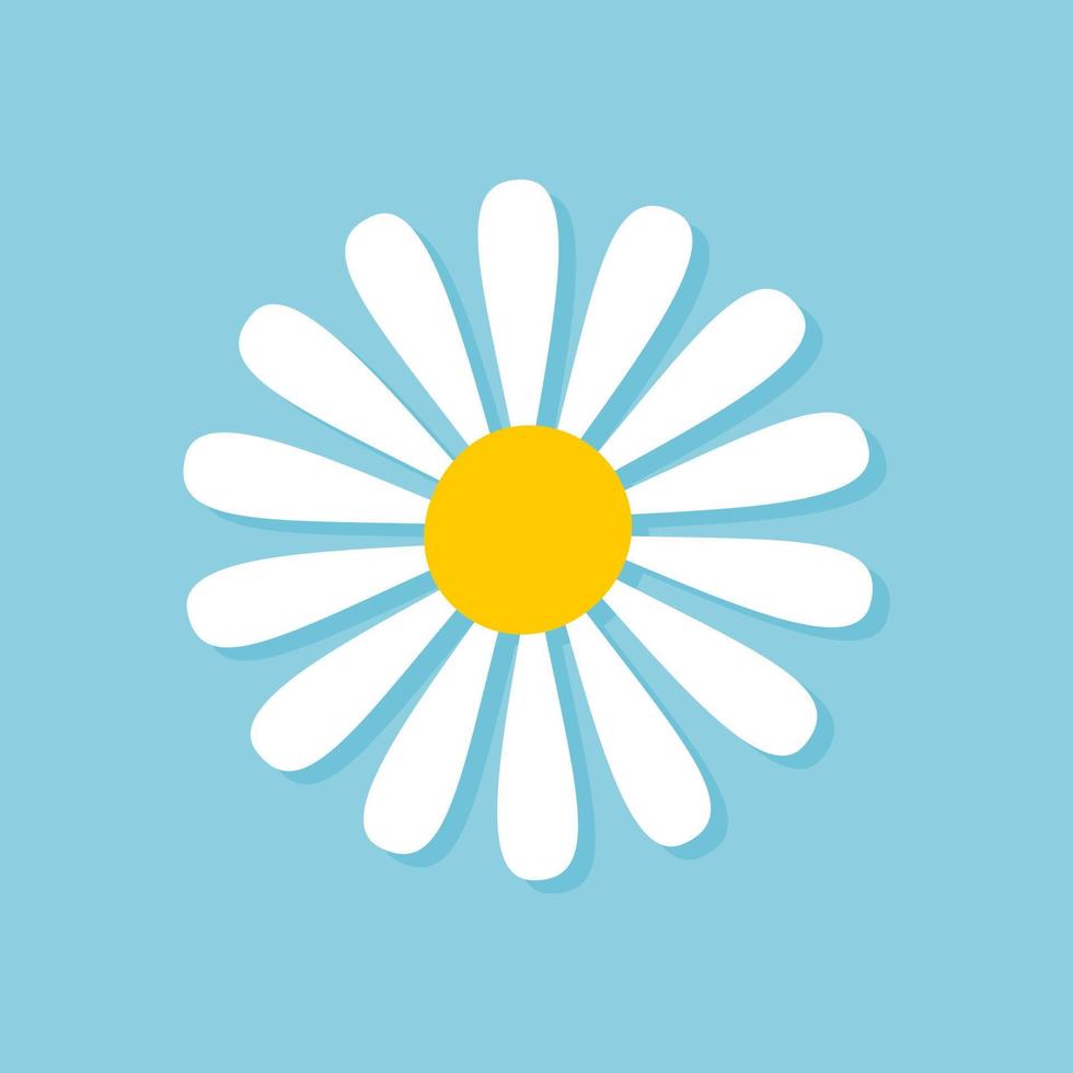 Blooming Daisy Collection. white petal daisy blooming in spring vector