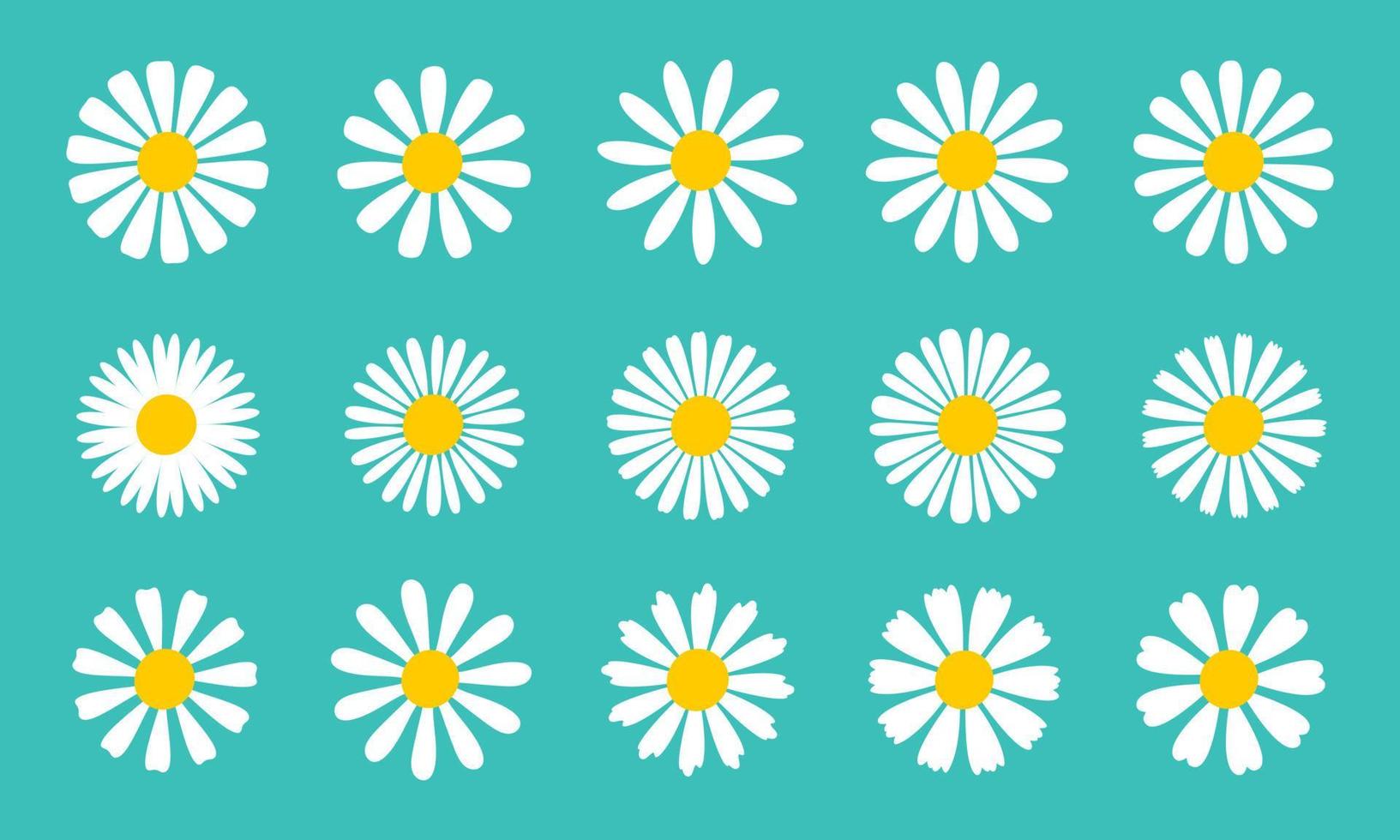 colección de margaritas en flor. margarita de pétalos blancos que florece en primavera vector