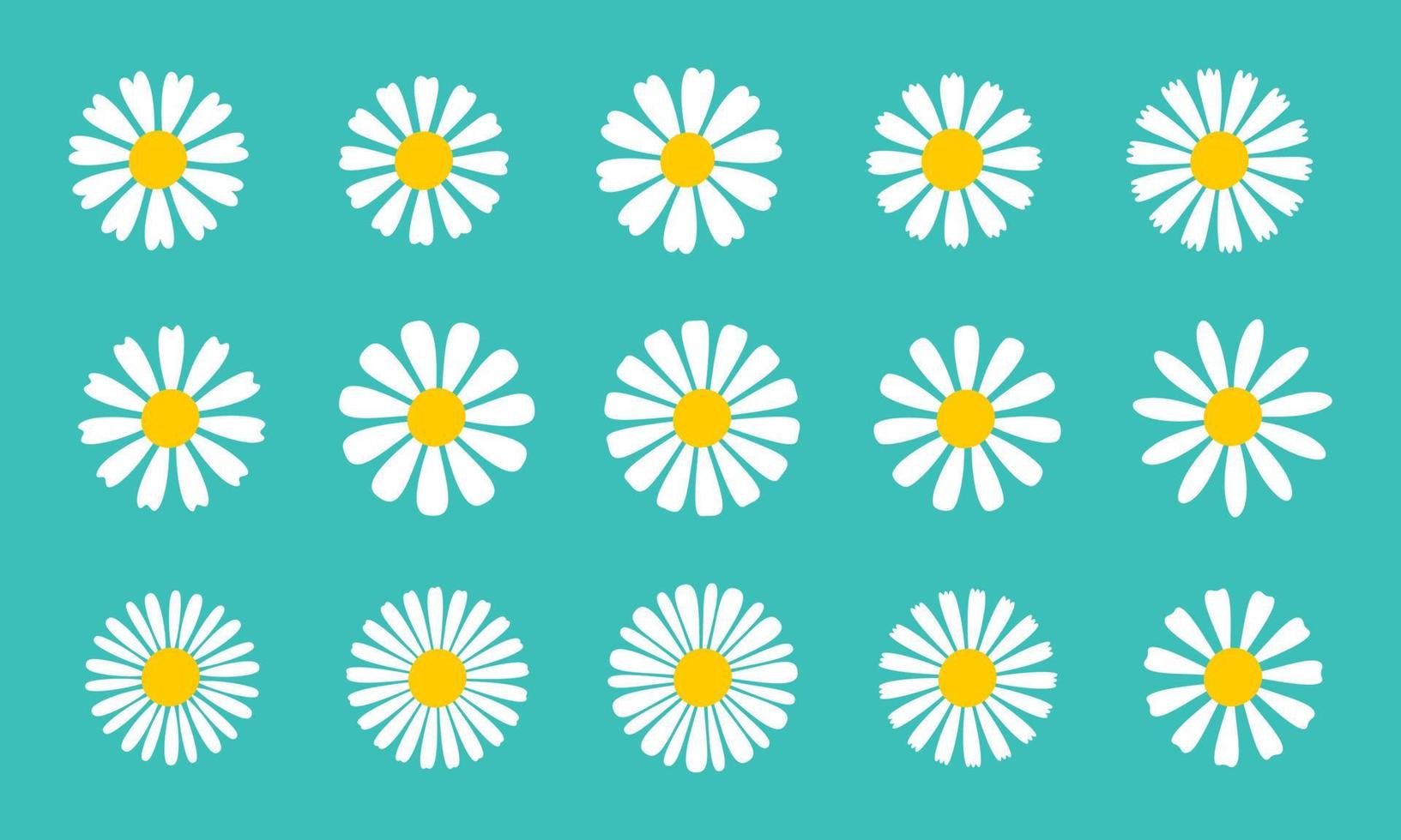 Blooming Daisy Collection. white petal daisy blooming in spring vector