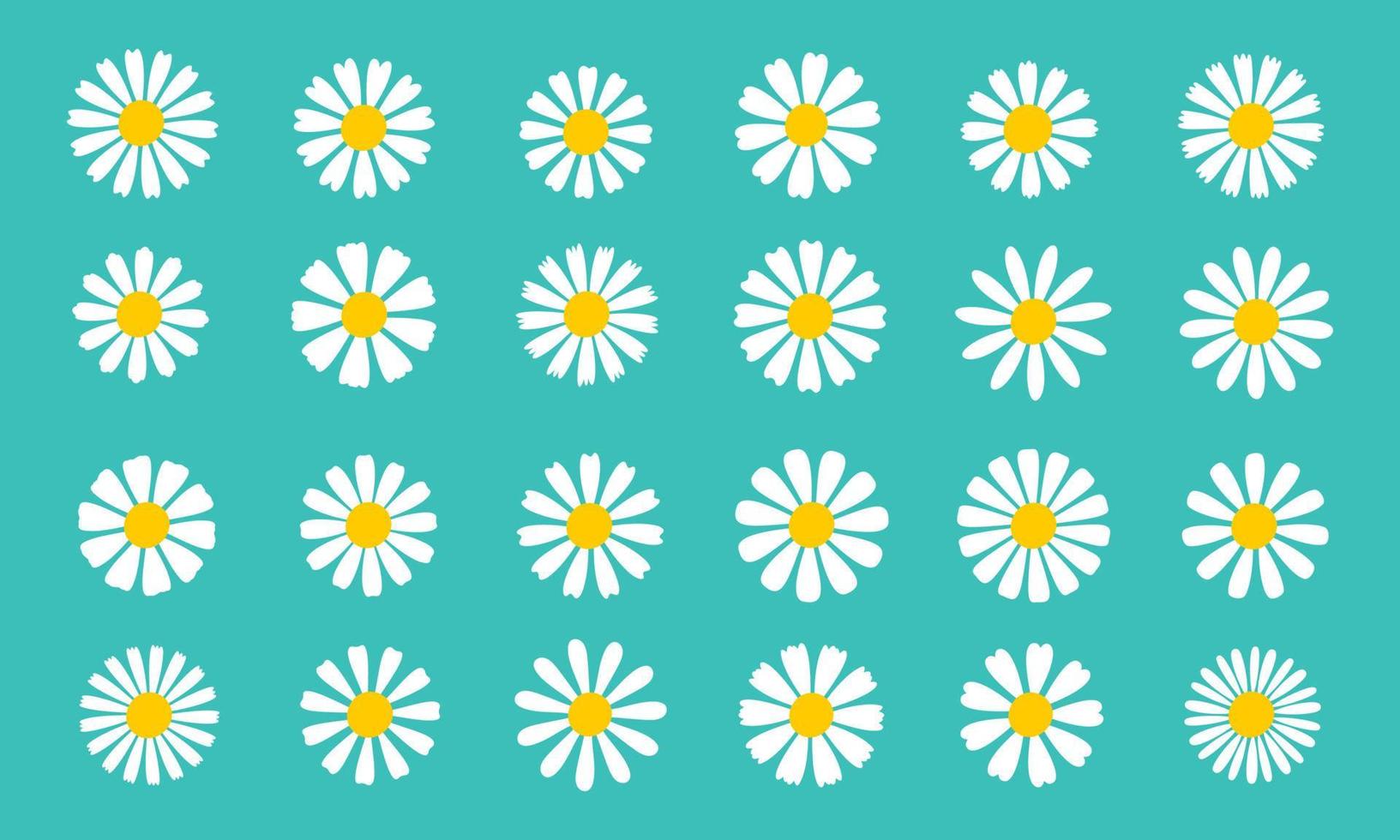 Blooming Daisy Collection. white petal daisy blooming in spring vector