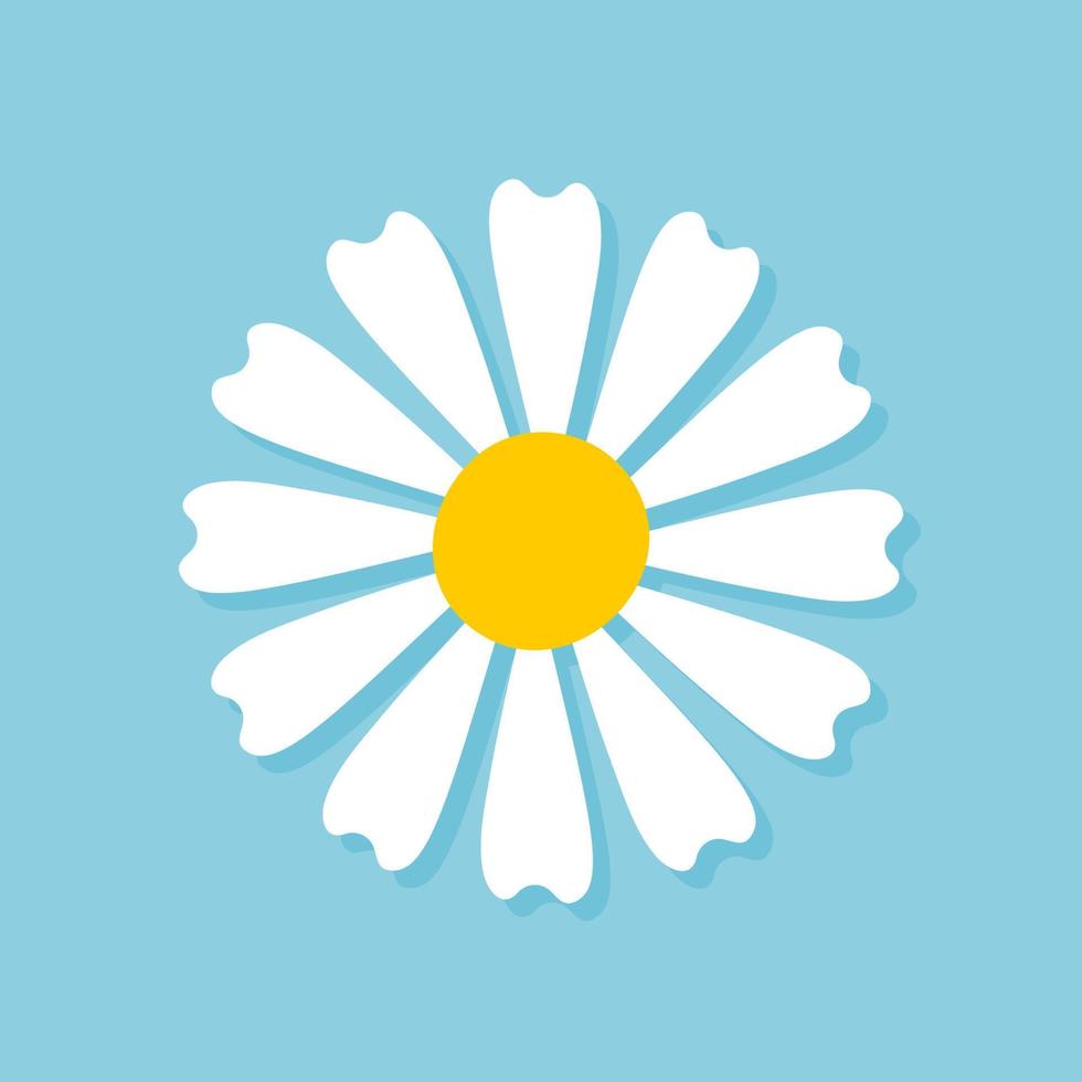 Blooming Daisy Collection. white petal daisy blooming in spring vector