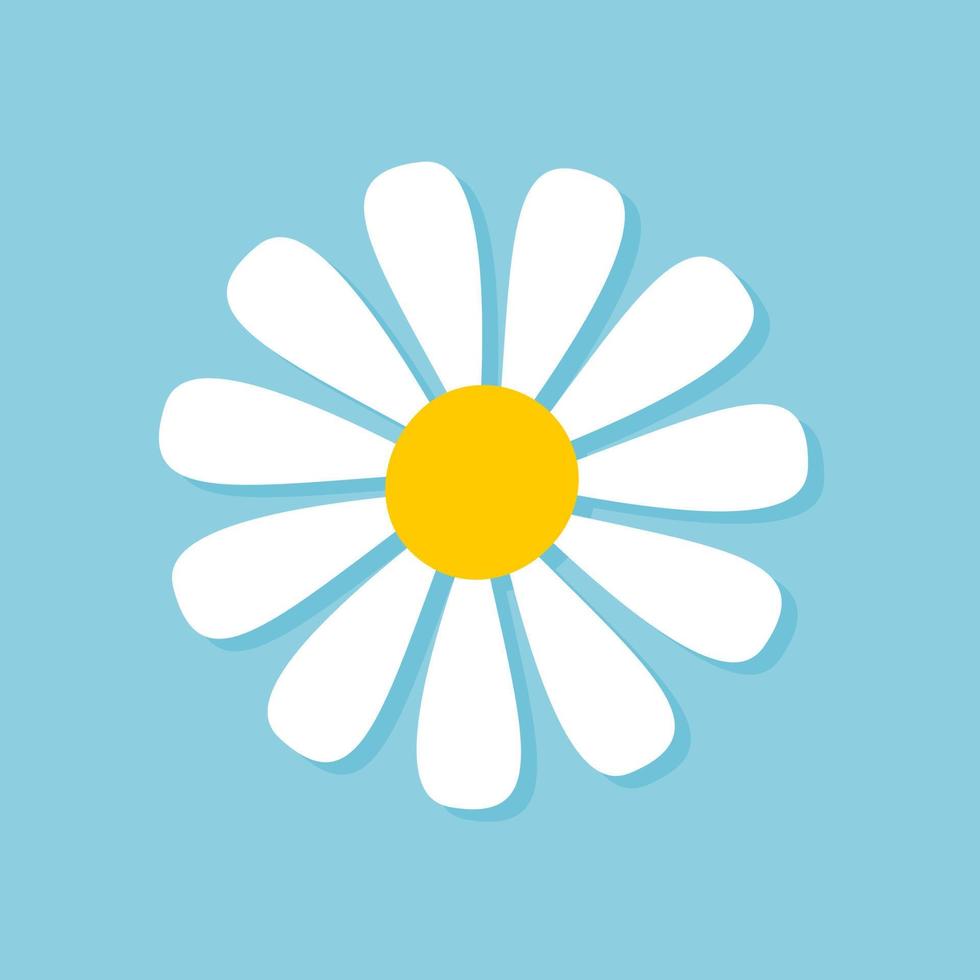 Blooming Daisy Collection. white petal daisy blooming in spring vector