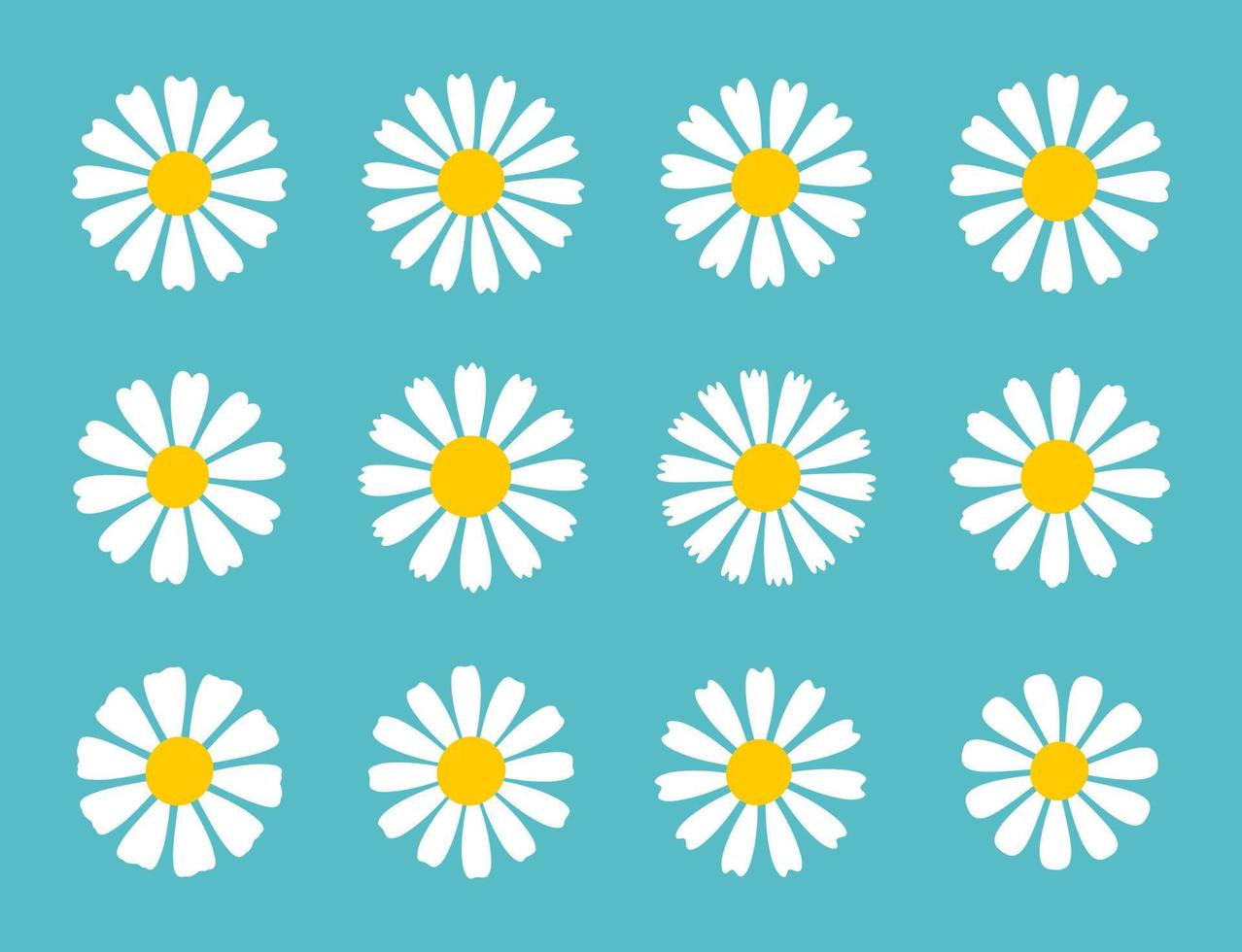 Blooming Daisy Collection. white petal daisy blooming in spring vector