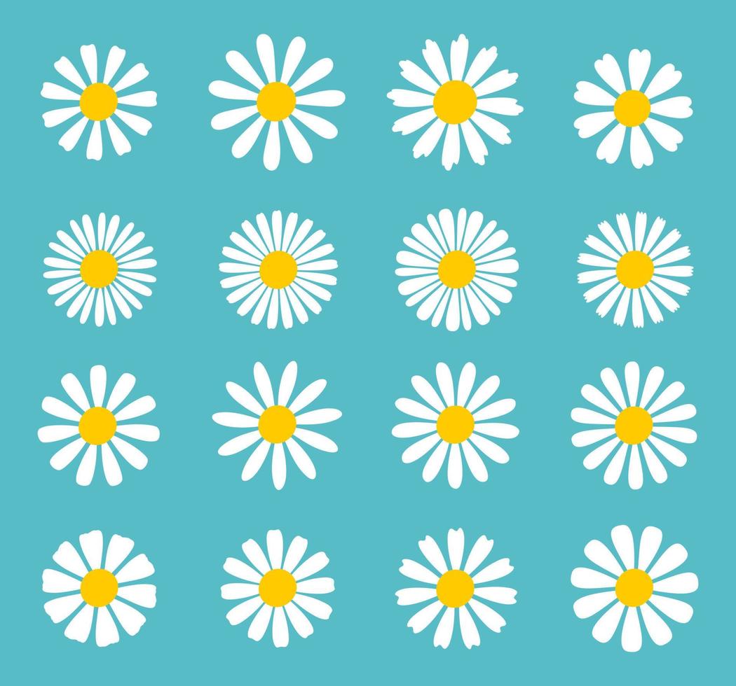 Blooming Daisy Collection. white petal daisy blooming in spring vector