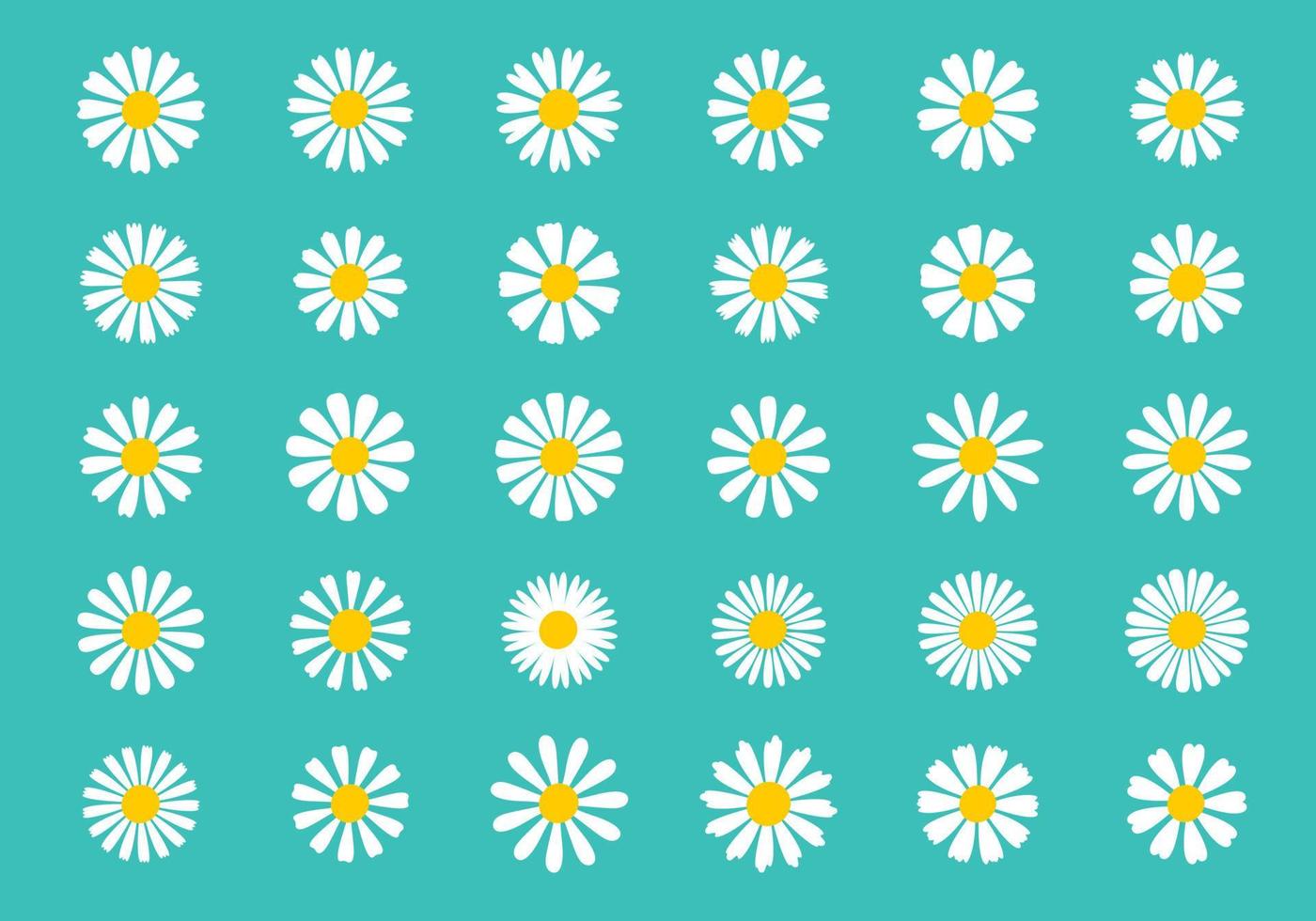 Blooming Daisy Collection. white petal daisy blooming in spring vector