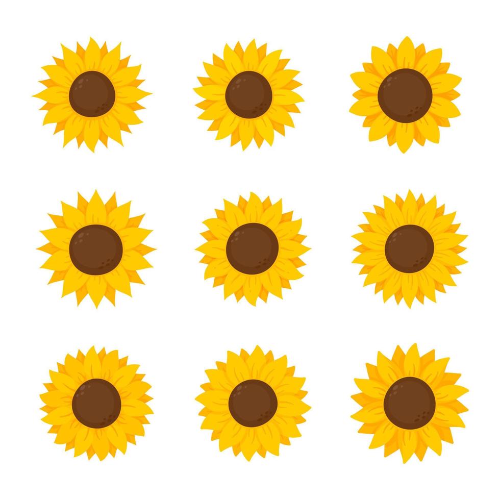 Yellow sunflowers bloom in spring. for decorating welcome sign vector