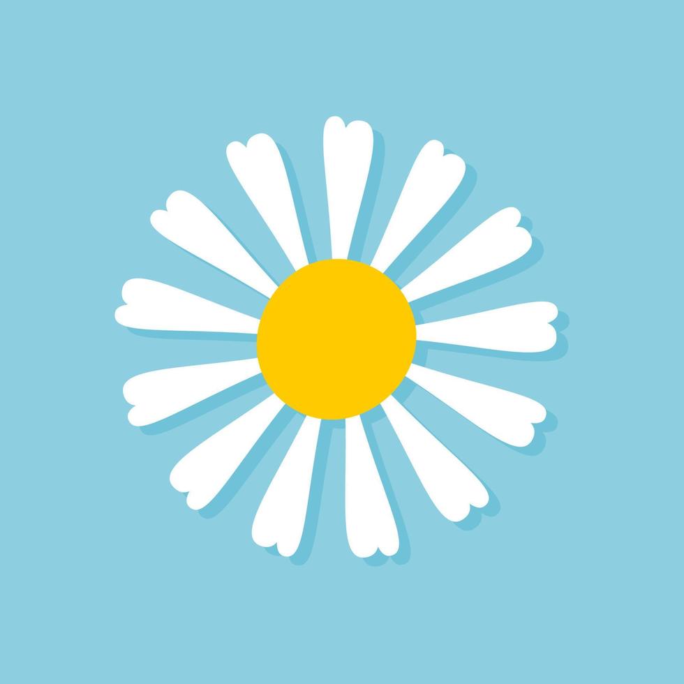 Blooming Daisy Collection. white petal daisy blooming in spring vector