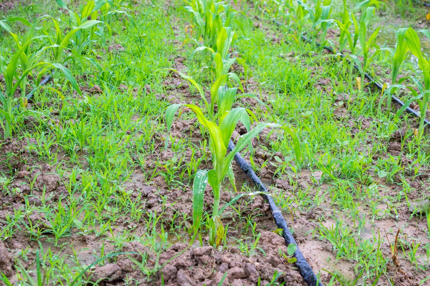 corn field with water irrigation system in organic garden photo
