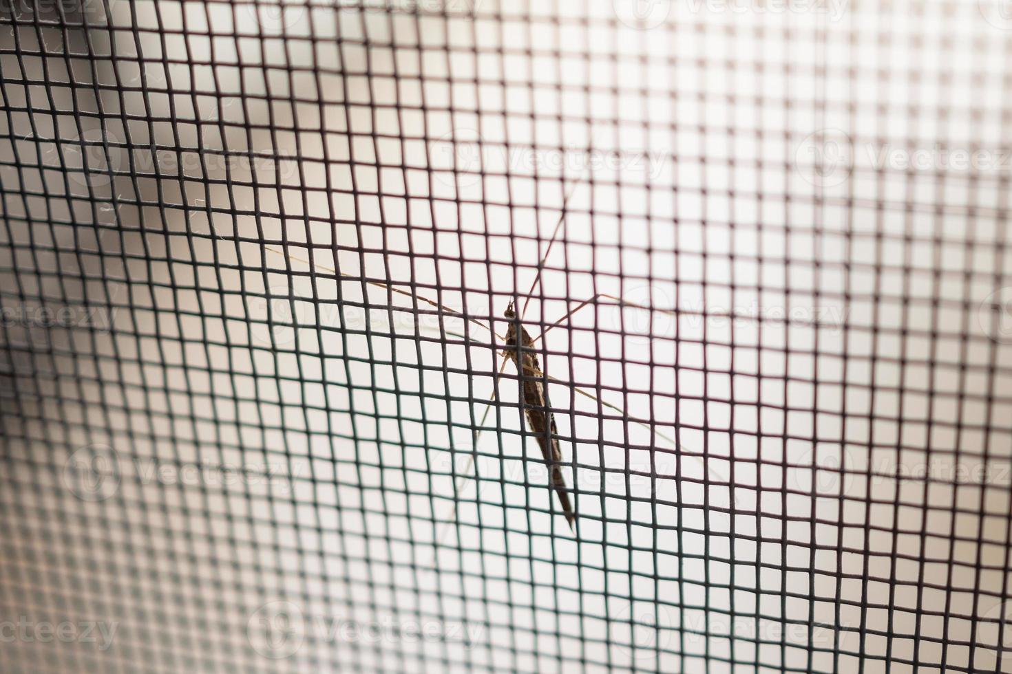 mosquito net wire screen on house window protection against insect photo