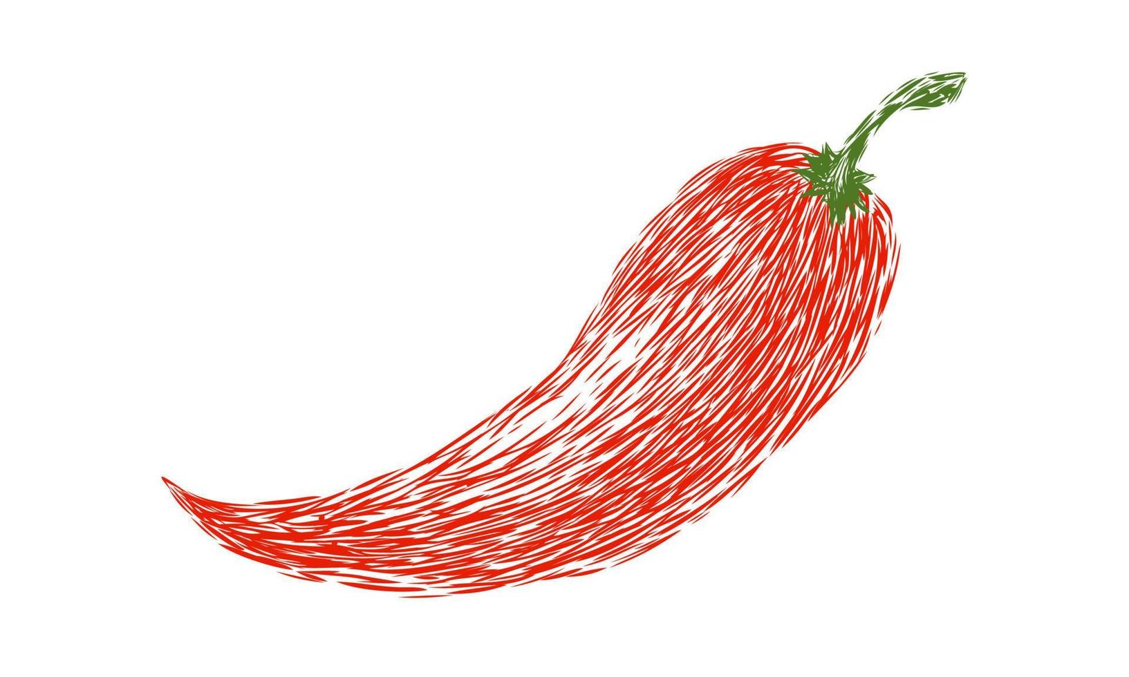 Vector illustration of chilli pepper in hand drawing style. Vector sketch of red chili pepper on isolated background.