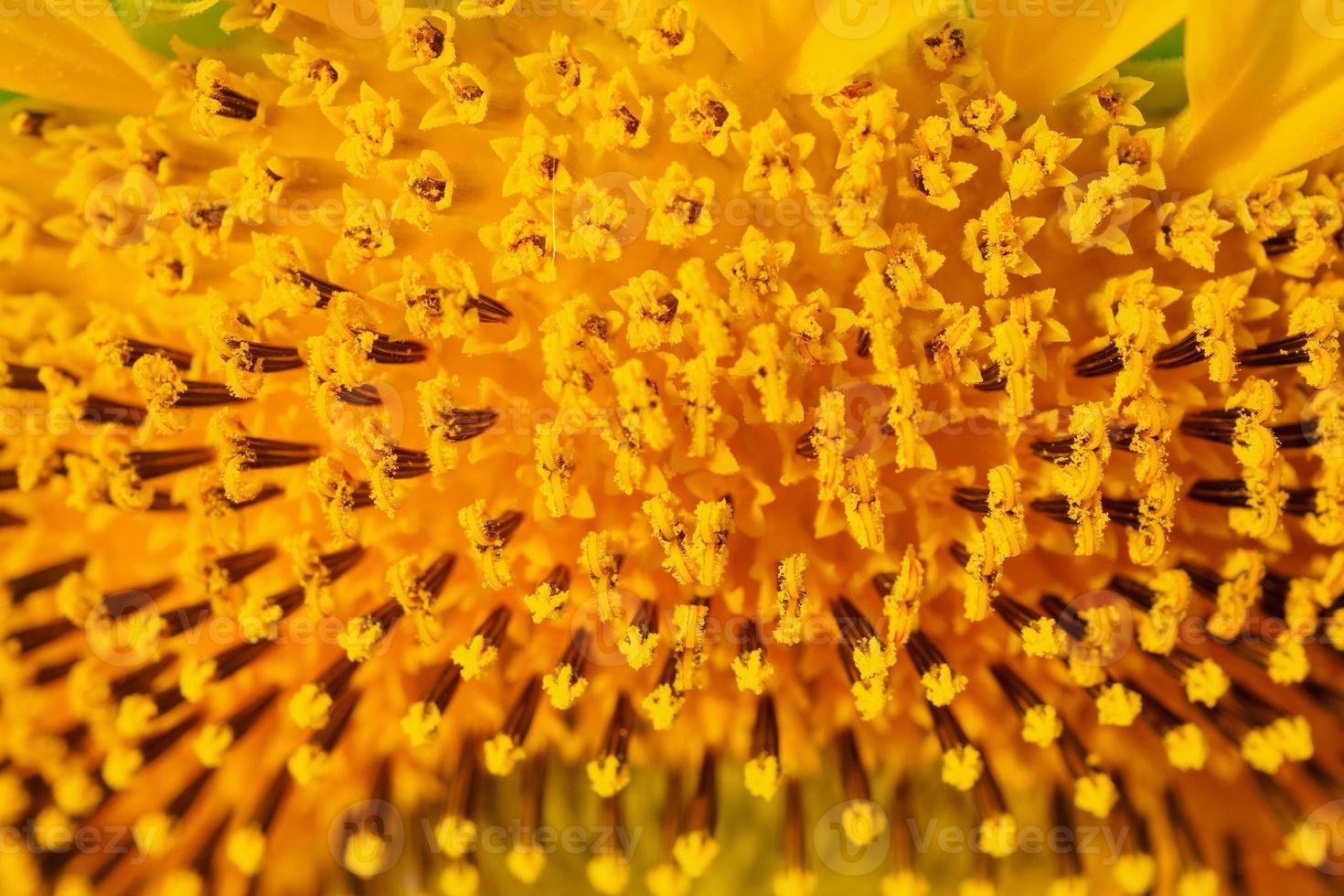 close up sunflower photo
