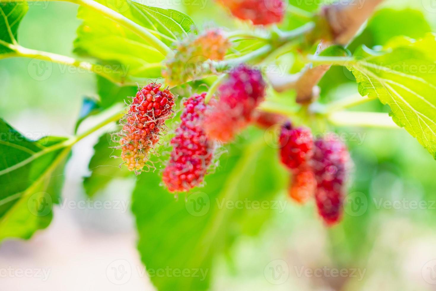 frutas frescas de morera roja en la rama de un árbol foto