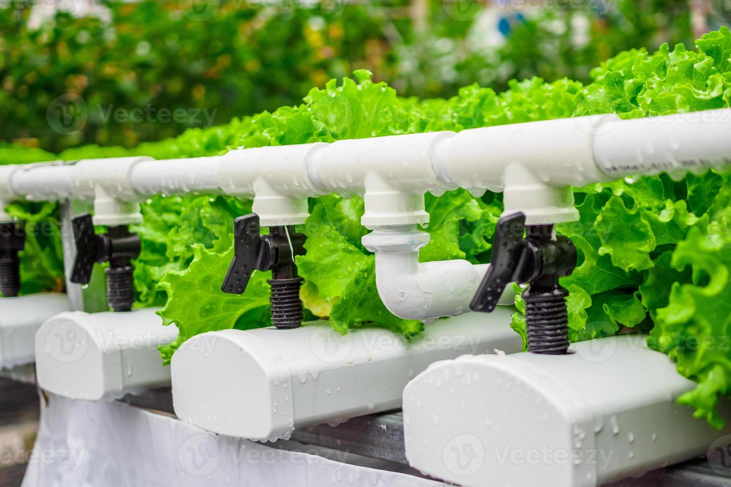 Fresh organic green leaves lettuce salad plant in hydroponics vegetables farm system photo