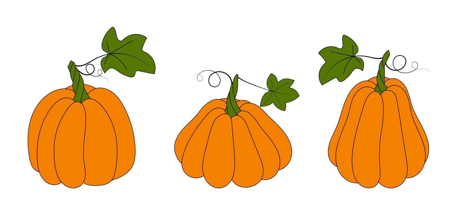 Vector illustration. Set of cute pumpkins of different shapes isolated on white. Hand drawn simple doodle clipart in a trendy style. Halloween theme. For menu, logo, food banner, cards, pattern.