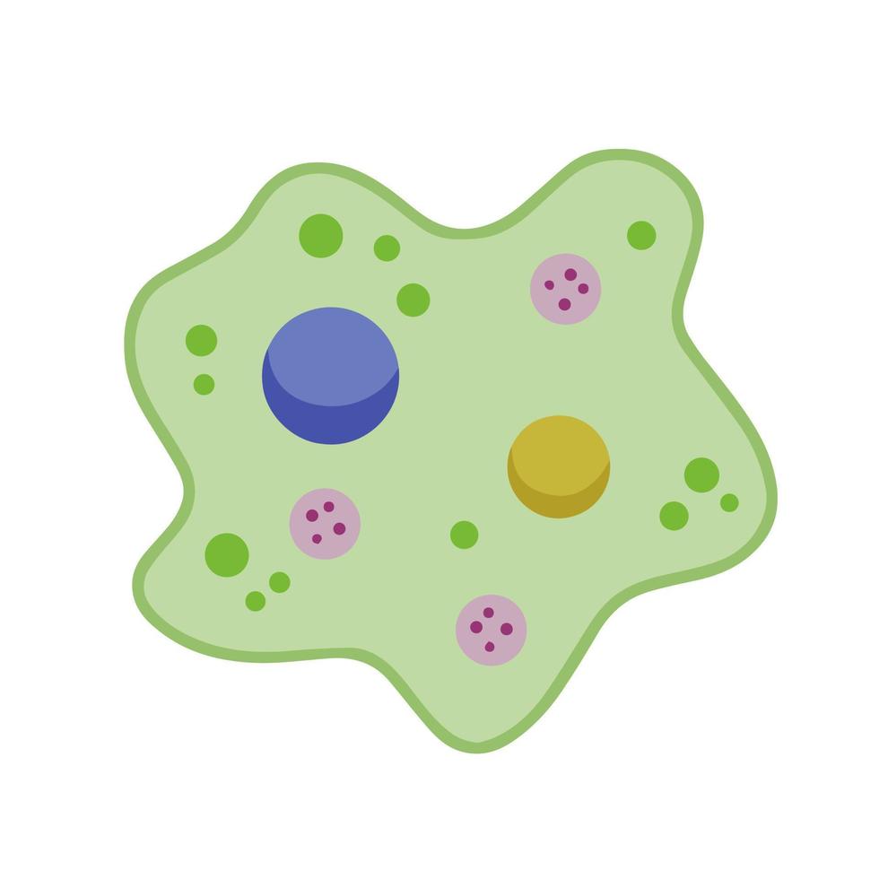 Amoeba cell. Small unicellular animal. Virus and bacteria. Education and science. Flat cartoon illustration vector