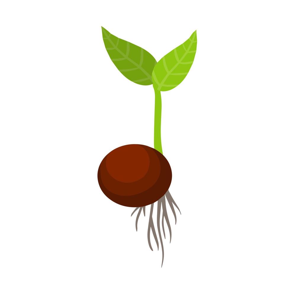 Sprout of plant. Small green leaves. Sprouted seed. Farm and gardening. Planting of crop. Element of nature and flora. Start of tree growth. Flat cartoon illustration vector