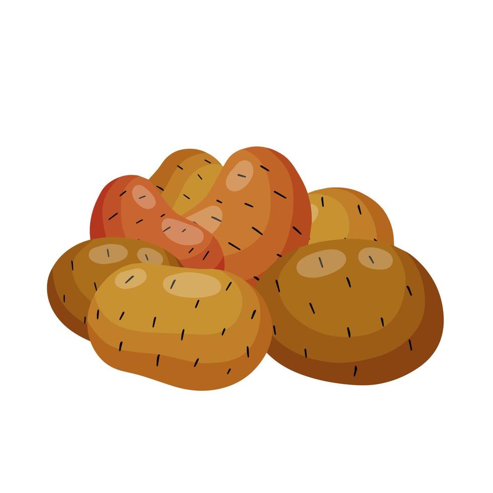 Potato. Harvesting and sowing. Set of vegetables with brown skin. Natural food. Village and country element. Flat cartoon illustration isolated on white. Crop of spud vector