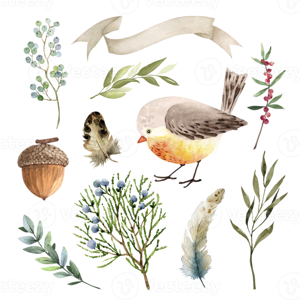 botanisch reeks van planten en vogelstand Aan een wit achtergrond detailopname, waterverf illustratie. png