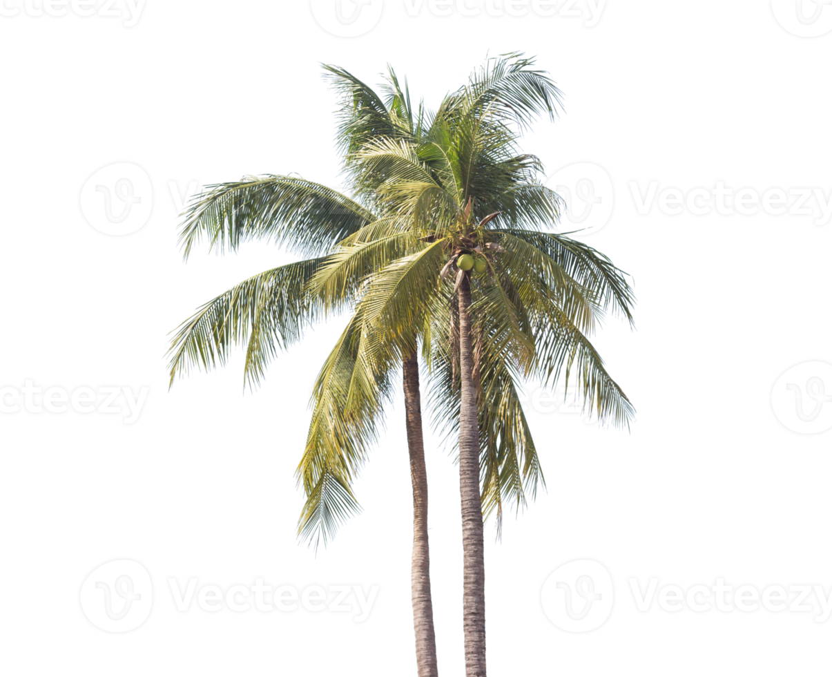 palmera transparente png