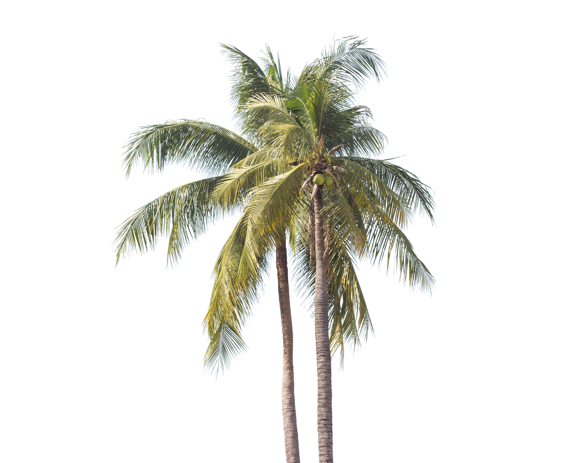 Palmier Transparent 11434579 PNG