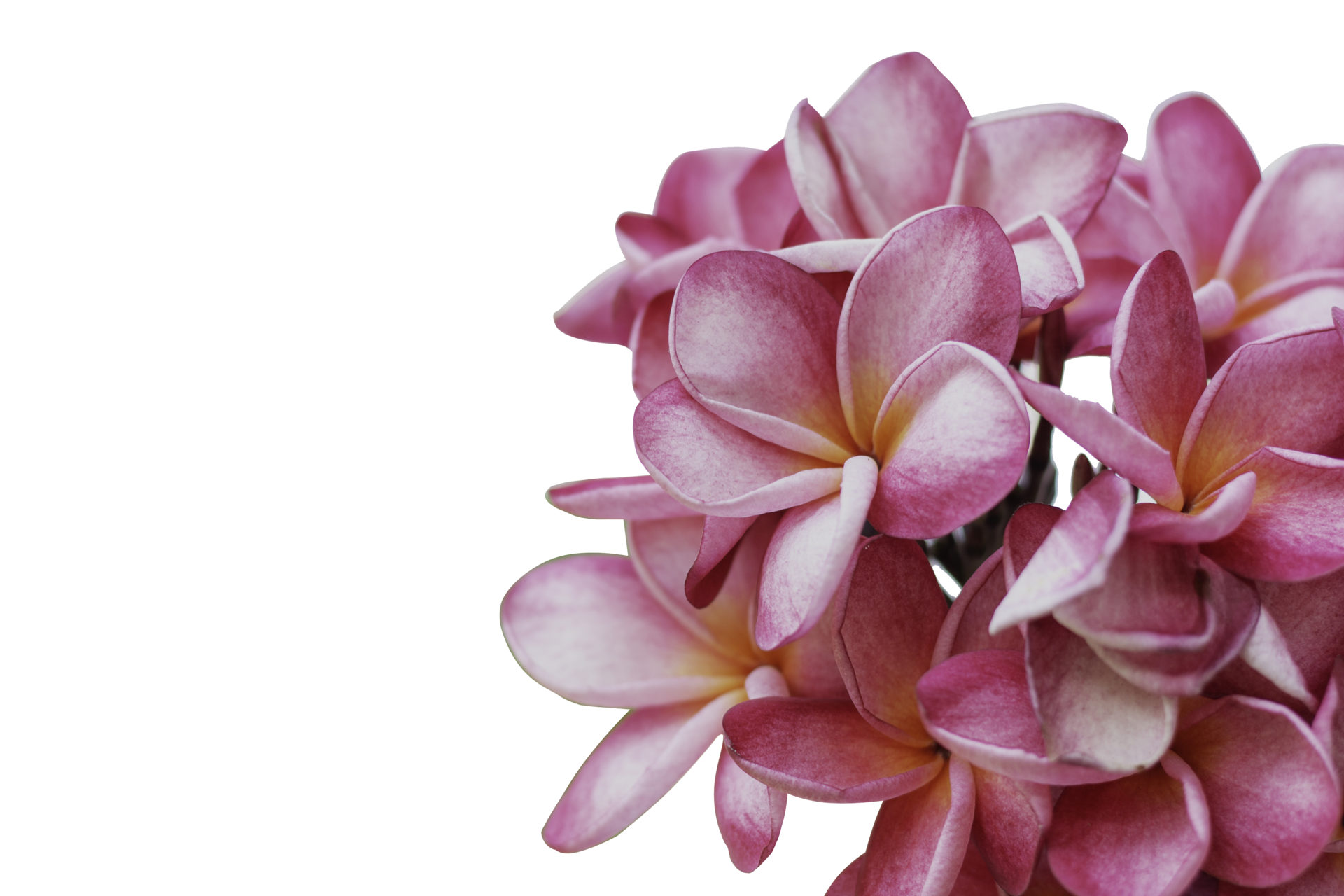 close up pink plumeria isolated on white background 11434587 PNG