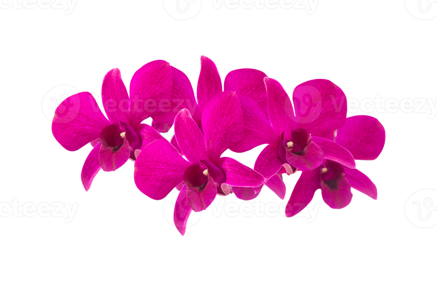 pink orchid isolated on white background png