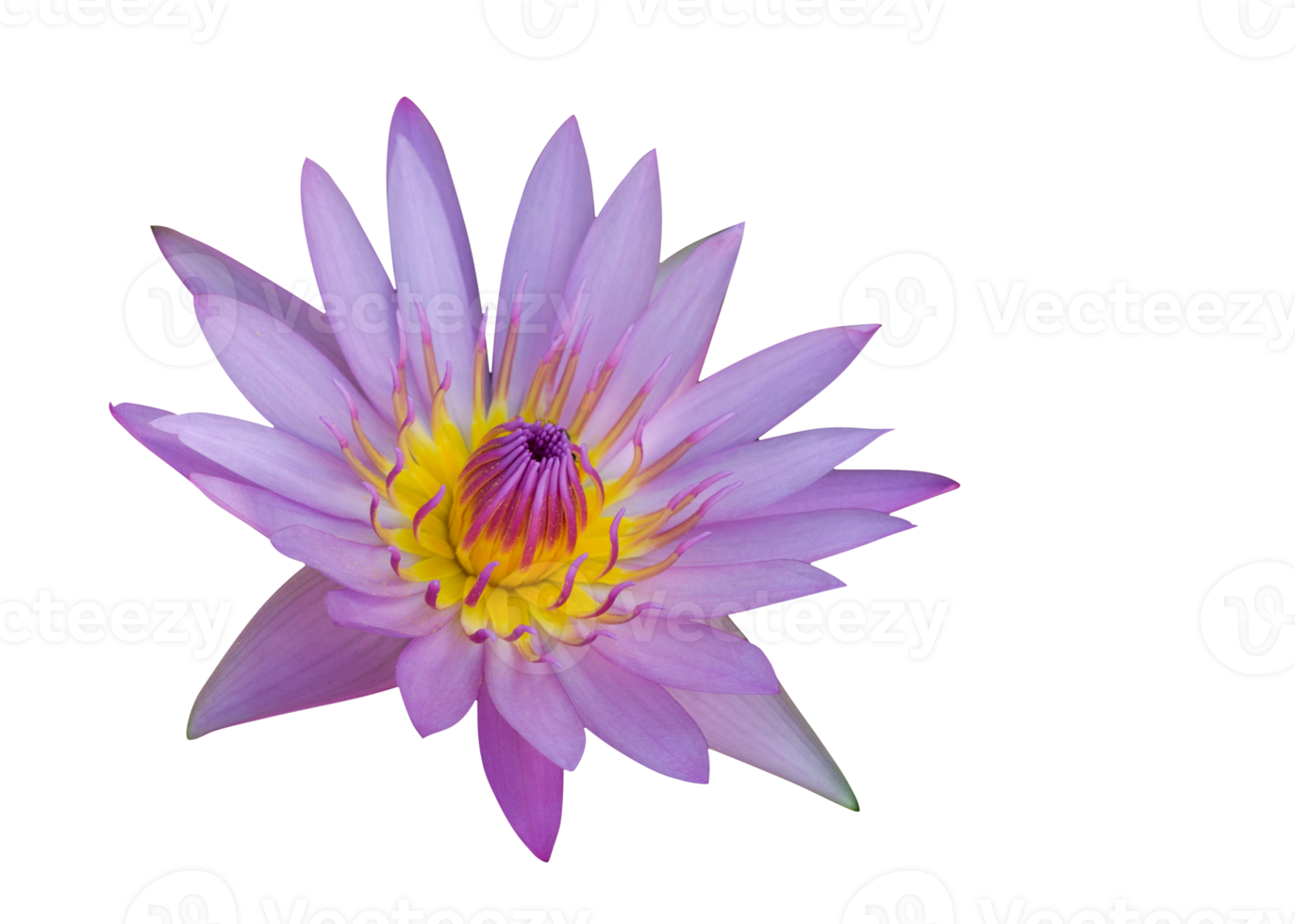 rosa Lotus transparent png