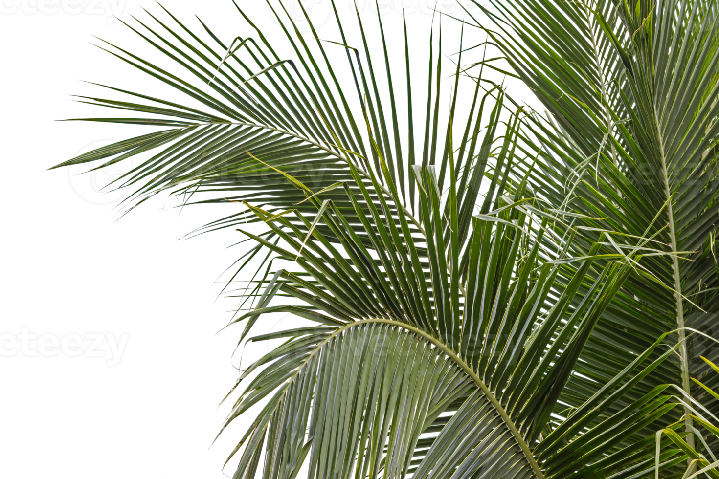 hojas de palma transparentes png