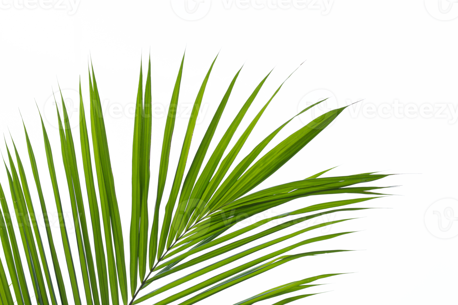 palm leaf isolated on white background png