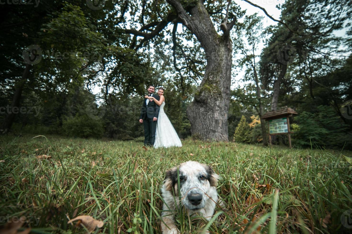 Beautiful wedding couple posing photo