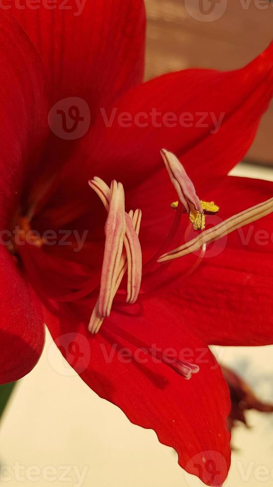 cerrar las flores de amarilis mostrando polen, amarilis, amaryllidaceae, hippeastrum reginae hierba foto