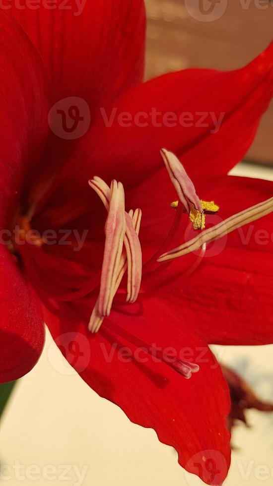 Close up Amaryllis flowers showing pollen, Amaryllis, Amaryllidaceae, Hippeastrum reginae Herb photo