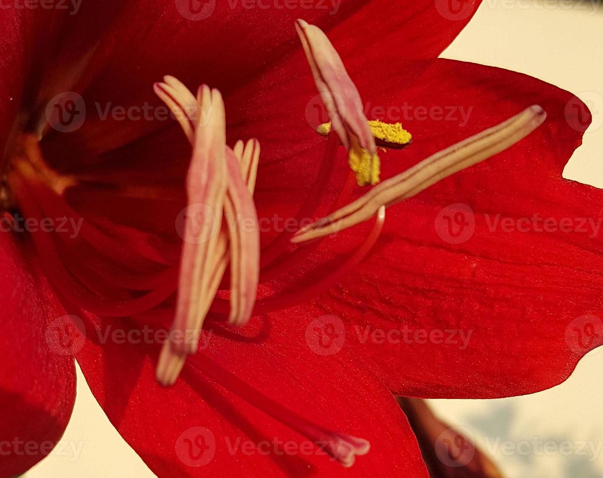 Close up Amaryllis flowers showing pollen, Amaryllis, Amaryllidaceae, Hippeastrum reginae Herb photo