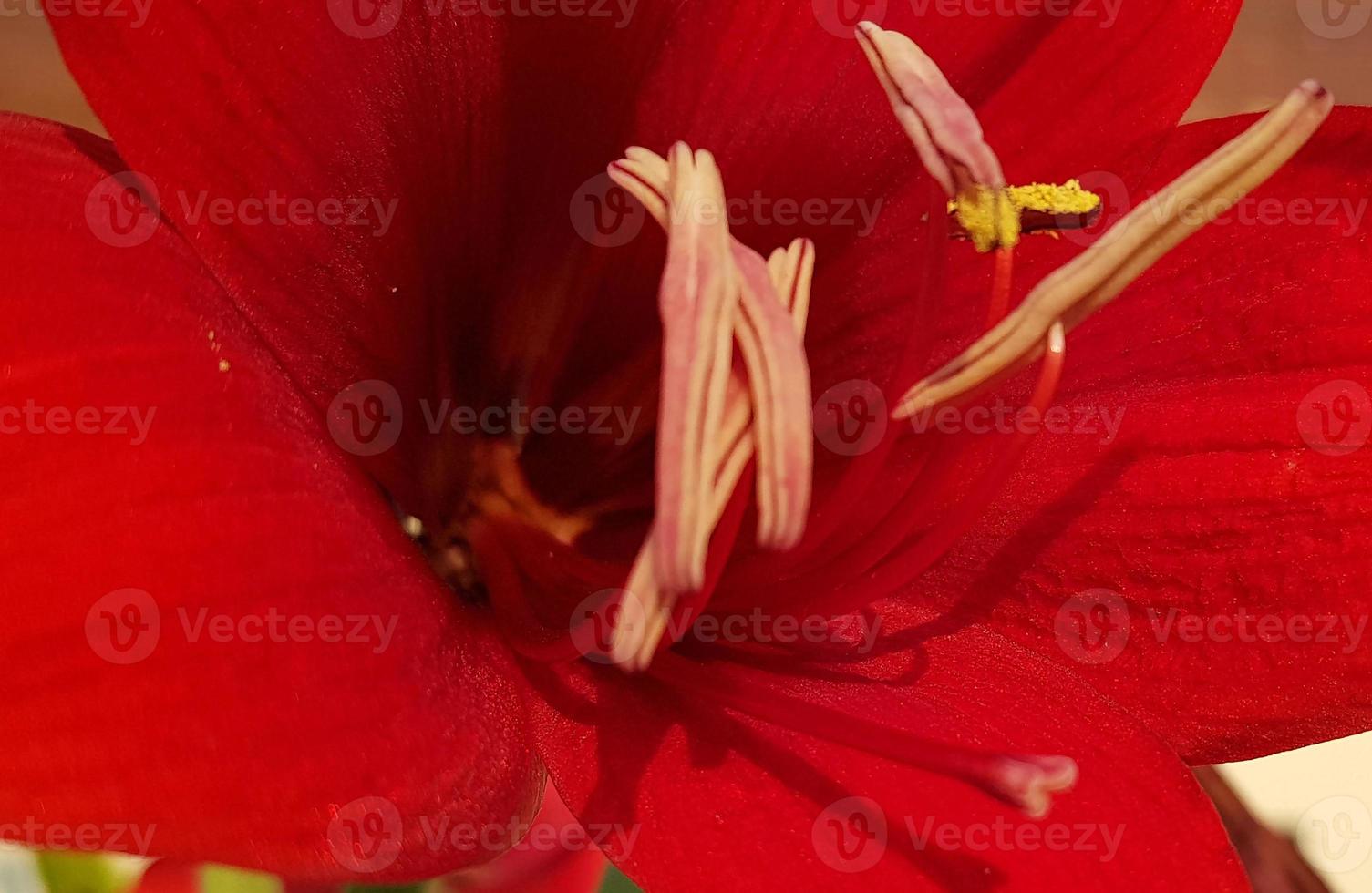 Close up Amaryllis flowers showing pollen, Amaryllis, Amaryllidaceae, Hippeastrum reginae Herb photo