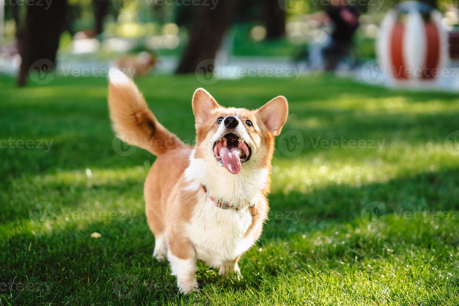 Happy and active purebred Welsh Corgi dog outdoors in the grass photo