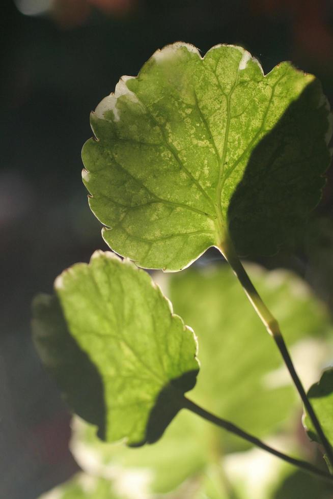 Green leave tree close up photo