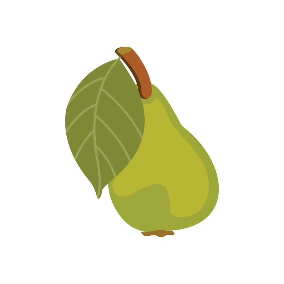Pear. A single pear that is green. Illustration in the vector format