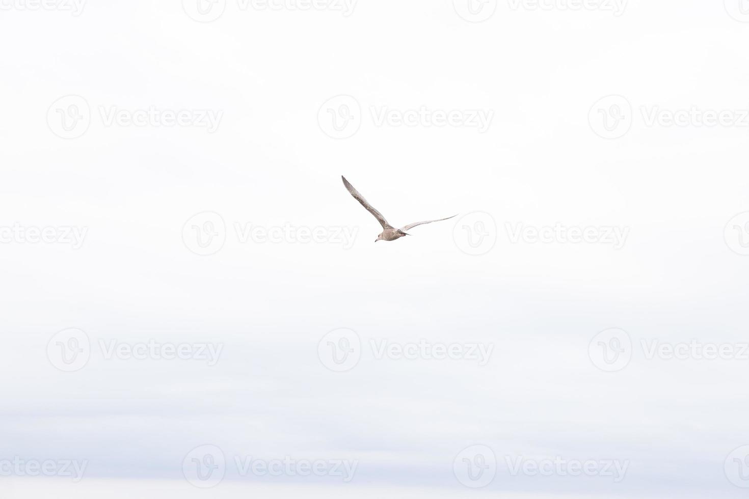 Single seagull with wing at full spread. Cloudy sky with tinge of blue. Beautiful bird gliding through the air, probably looking for food. White and brown feathers seen. photo