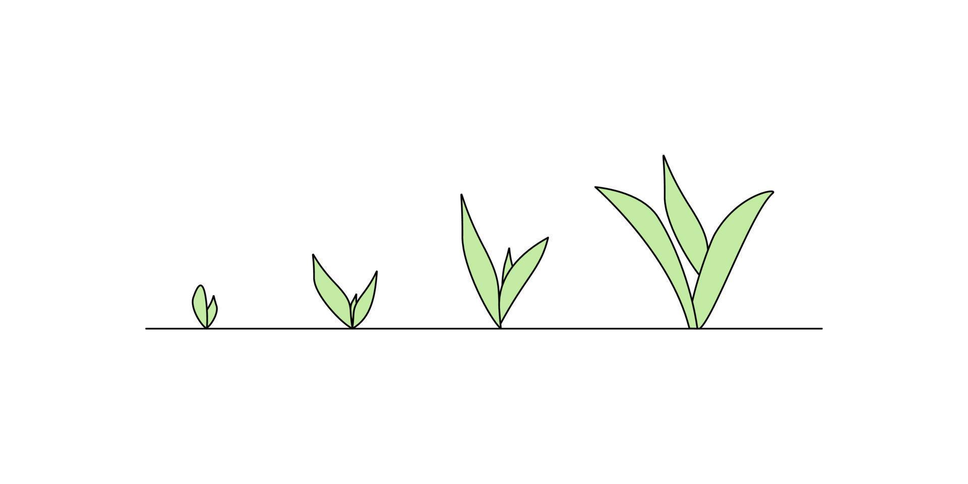 sprout growth stages. plant growth. seedling gradual growth. green sprout, spring. vector