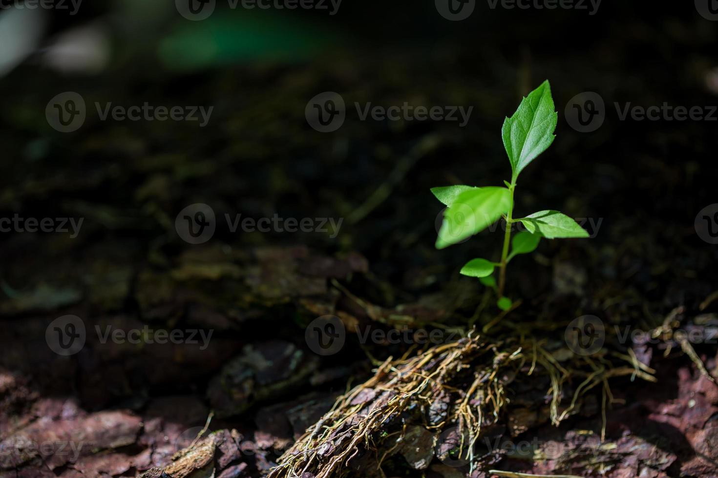 joven pequeño verde nuevo crecimiento de la vida en el suelo en la naturaleza ecológica. cuidar plantar árboles y cultivar plántulas y proteger en el jardín en la tierra en el día mundial del medio ambiente. concepto de agricultura ambiental de desarrollo foto