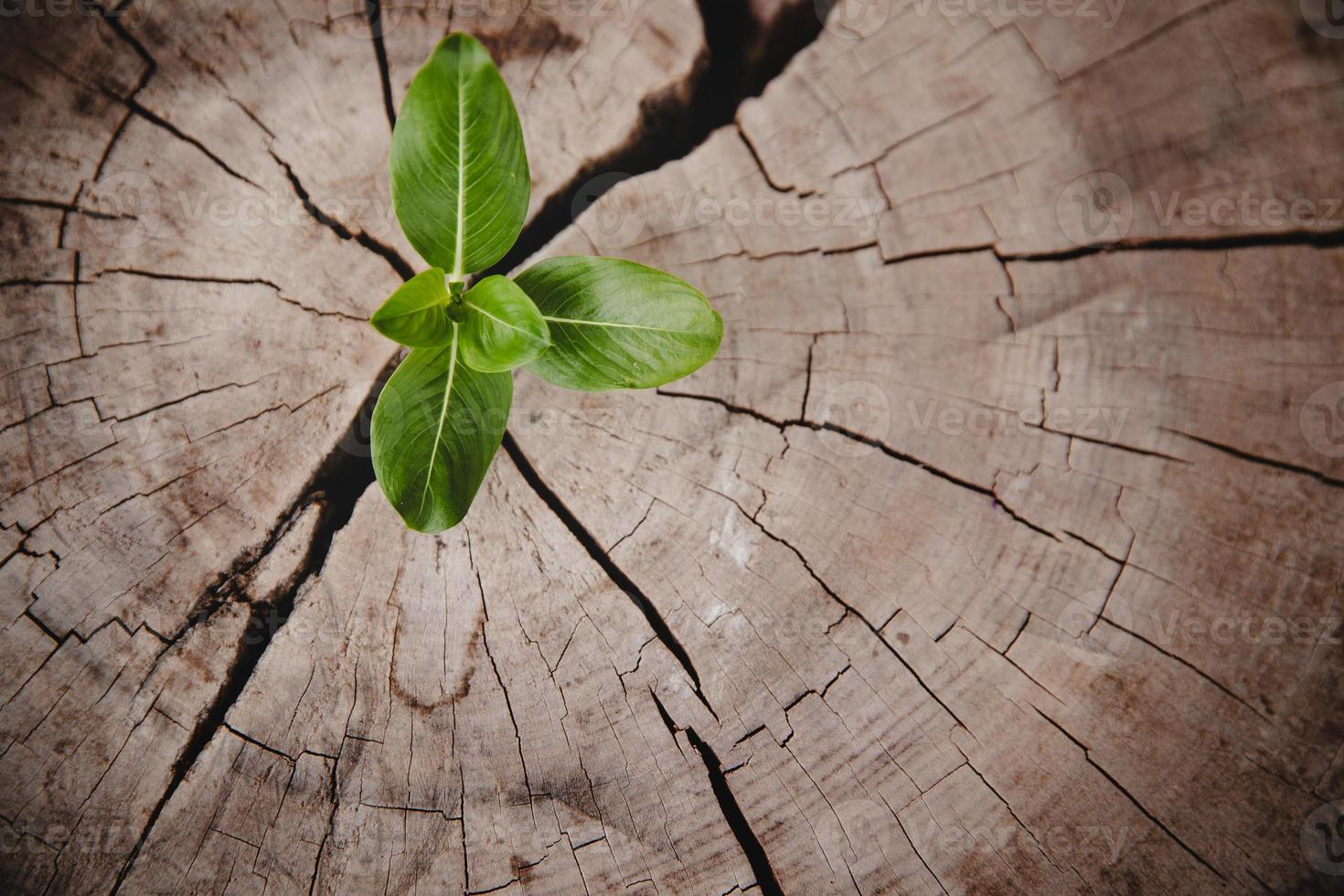 anillo de crecimiento de vida nueva de árbol de primer plano. hoja de planta verde fuerte que crece en un viejo tocón de madera. esperanza de una nueva vida en el futuro entorno natural, renovación con desarrollo empresarial y concepto eco simbólico. foto