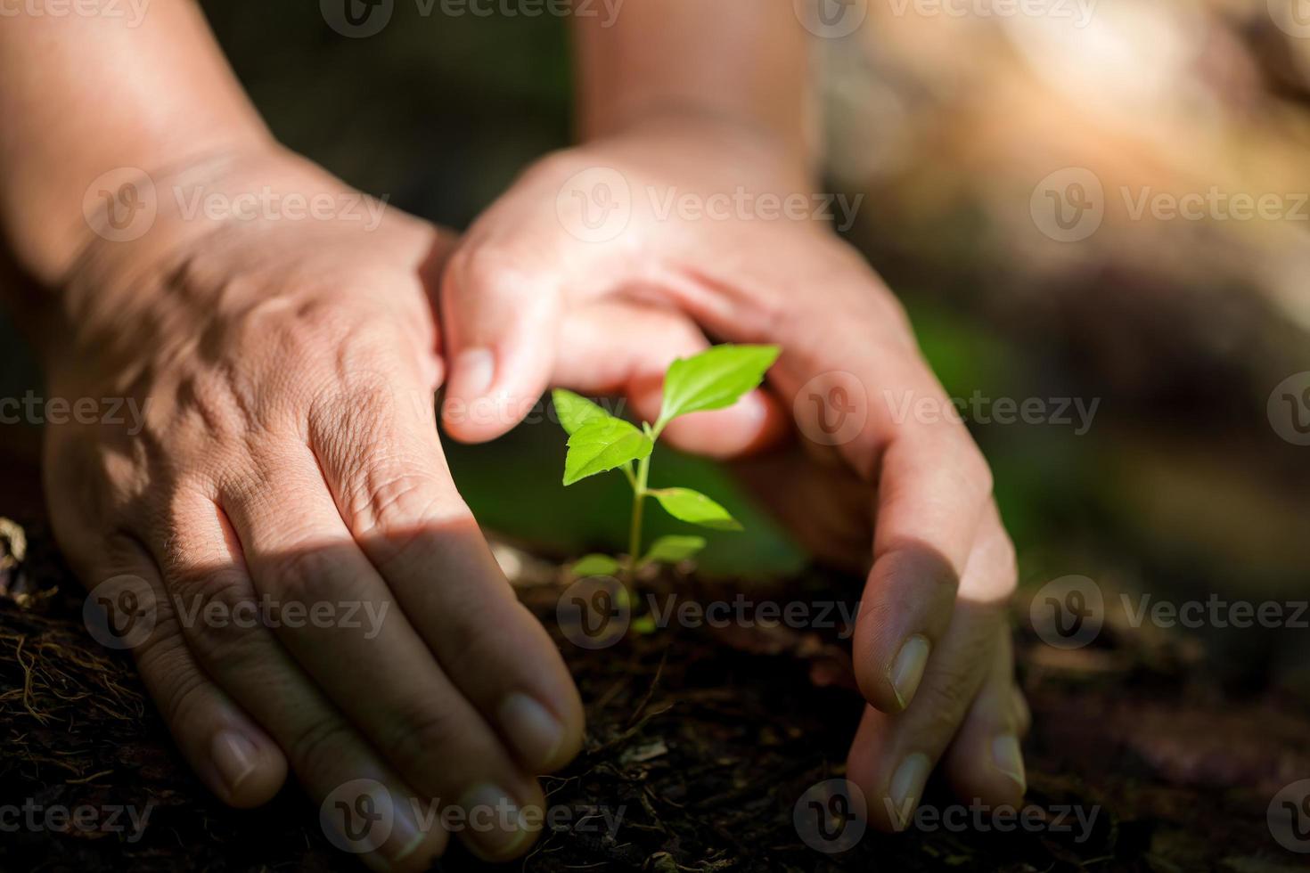 Dirty hands care plant trees in the earth on world environment day. Young small green new life growth on soil in ecology nature. Human person grow seedlings and protect in garden. agriculture concept photo