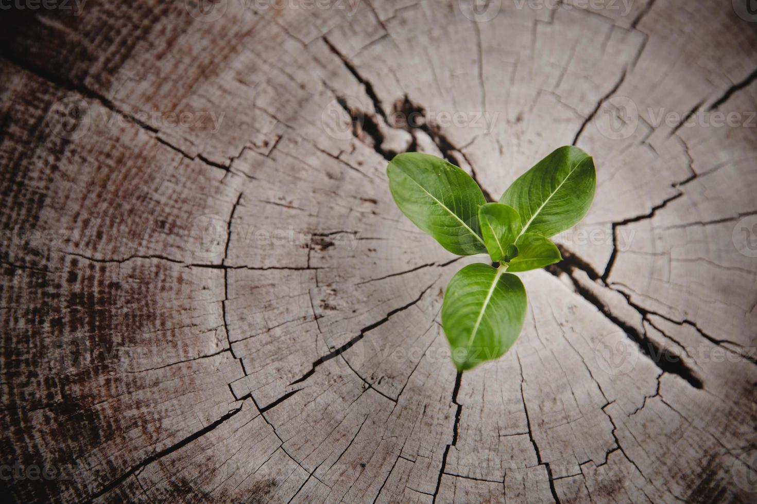 anillo de crecimiento de vida nueva de árbol de primer plano. hoja de planta verde fuerte que crece en un viejo tocón de madera. esperanza de una nueva vida en el futuro entorno natural, renovación con desarrollo empresarial y concepto eco simbólico. foto