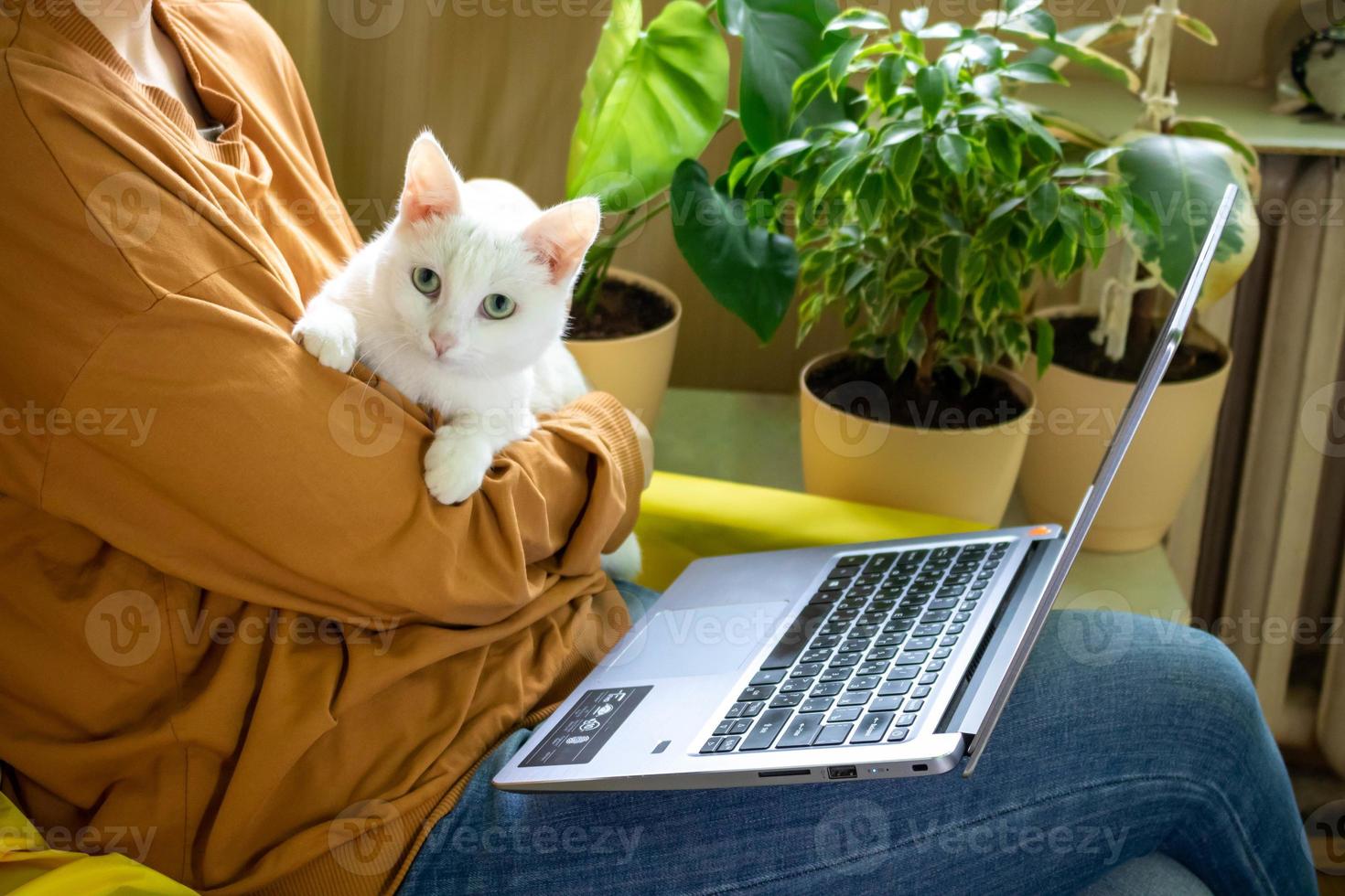 el gato blanco duerme tranquilamente en los brazos de la anfitriona, frente a la computadora portátil. el concepto de trabajar en casa foto