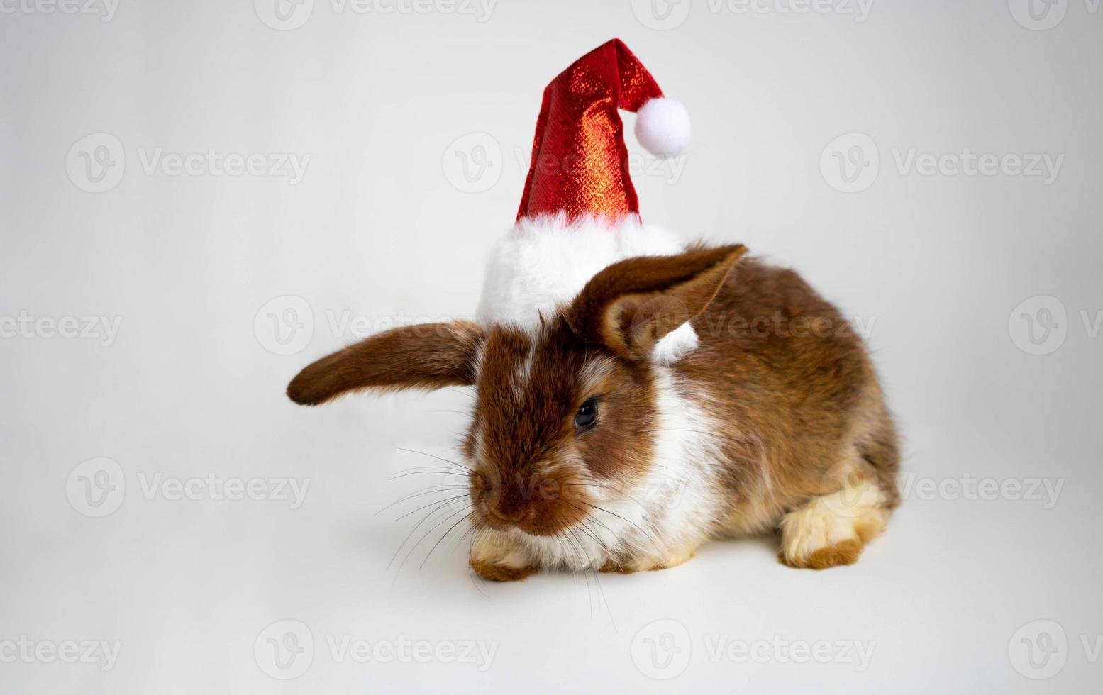 A funny little brown rabbit in a red Christmas hat photo