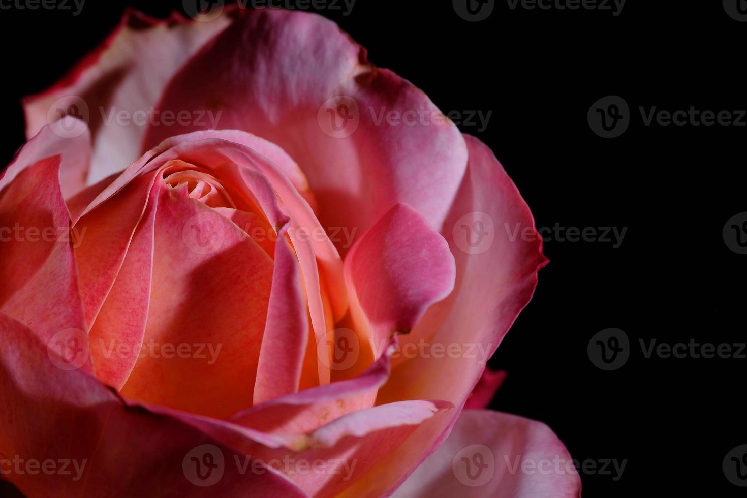 beautiful red rose on black background, rose petals, dark photography, rose bud photo