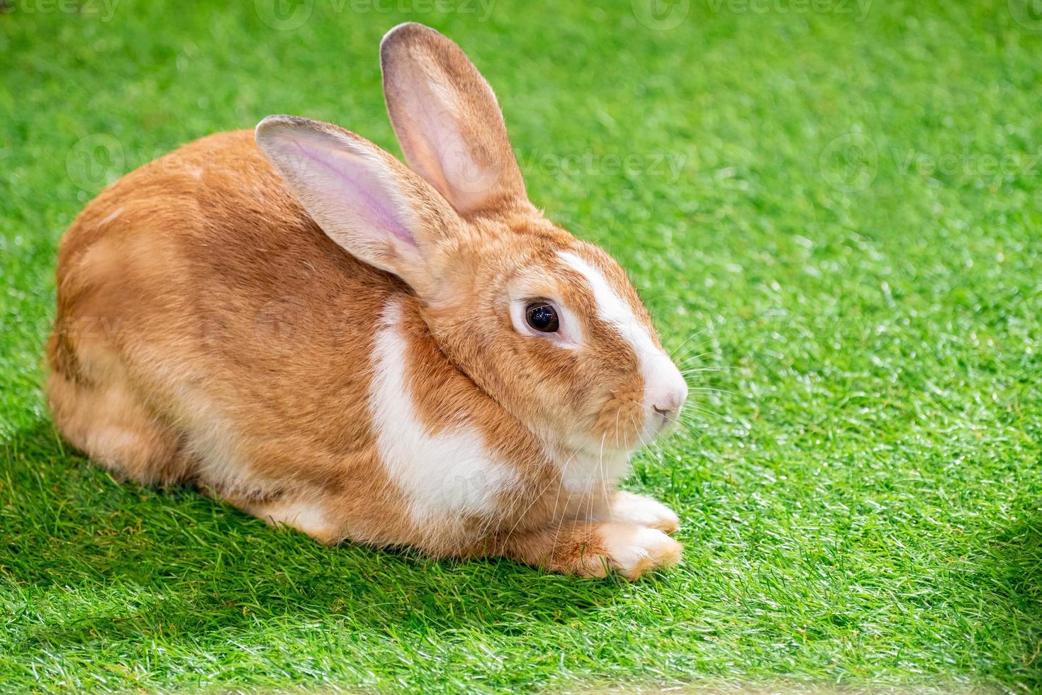 yellow and white rabbit on green artificial grass in the midst of bright lights at a wildlife show photo