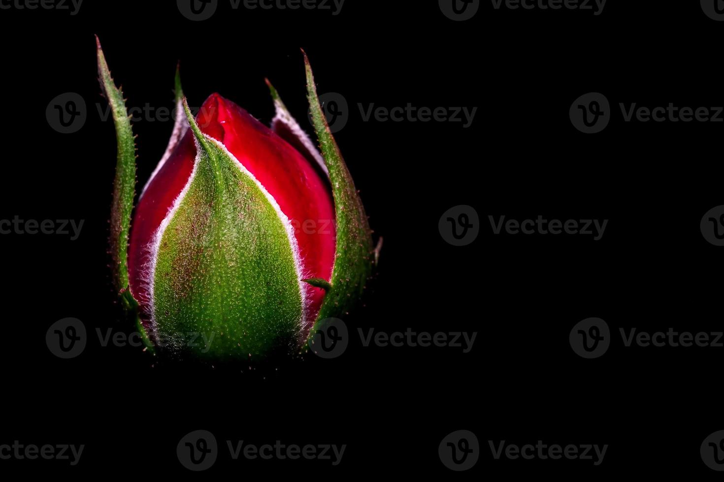 Sepals rose, Bud rose, isolated on black background, macro photo