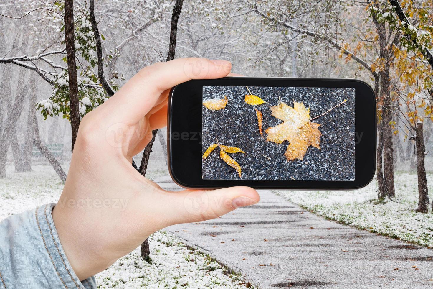 picture of fallen leaves in snow in urban park photo