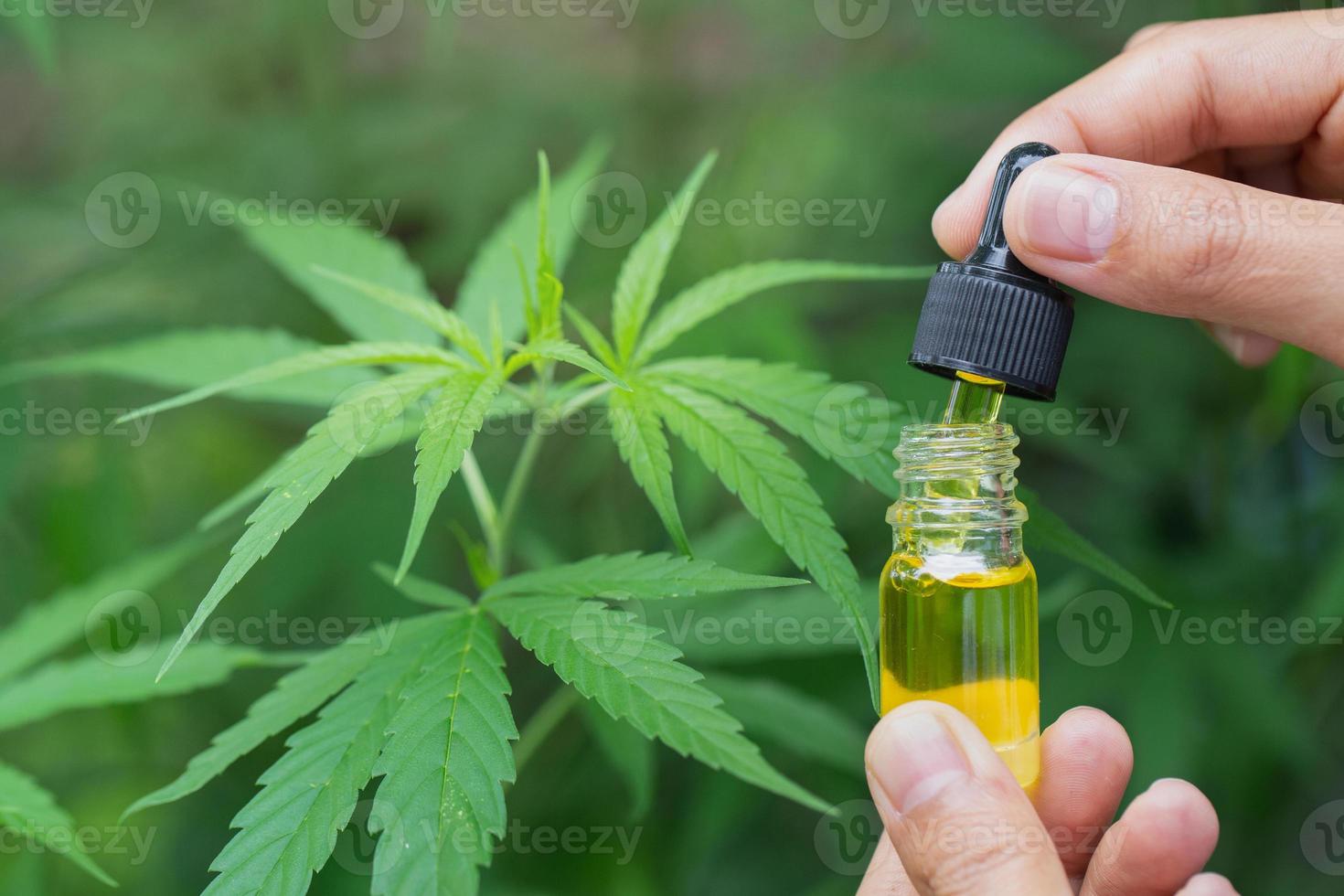 aceite de cáñamo., mano sosteniendo una botella de aceite de cannabis contra la planta de marihuana, pipeta de aceite de cbd. foto
